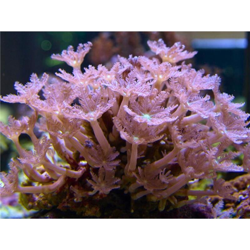 Coral Clavularia sp - imagine 3